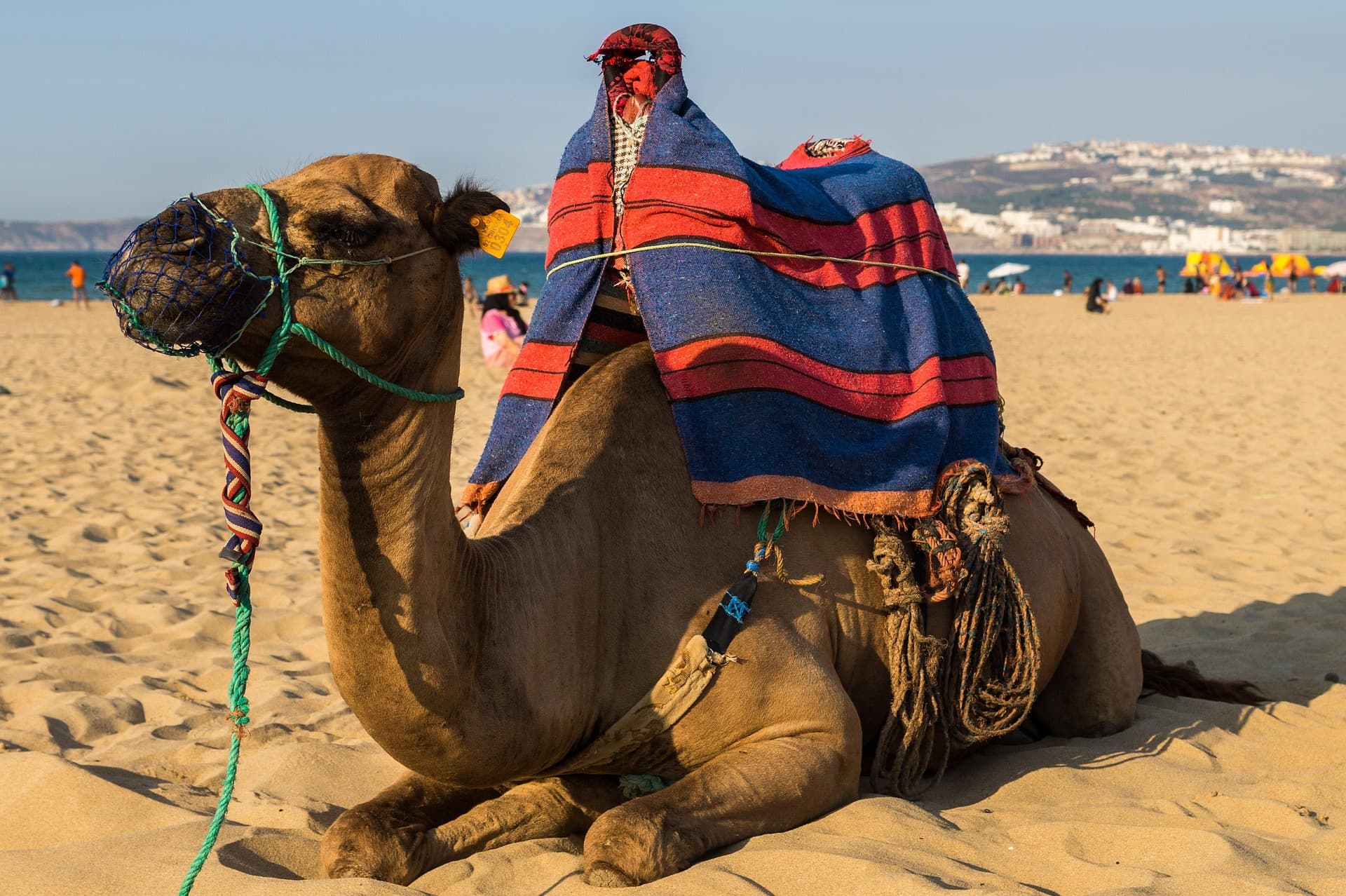 Camels in the Sahara Desert at sunset, Morocco
